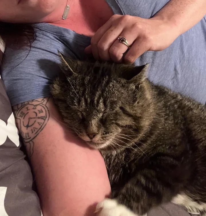 After years of wandering the streets, a cat finally found a loving home and celebrated by rolling around in front of the kind people who took him in. – The News Volcano