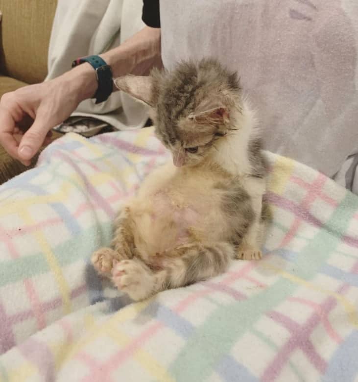 Paralyzed Kitten, Who Will Stay Tiny Forever, is a Total Attention Seeker Just Like Other Felines – The News Volcano