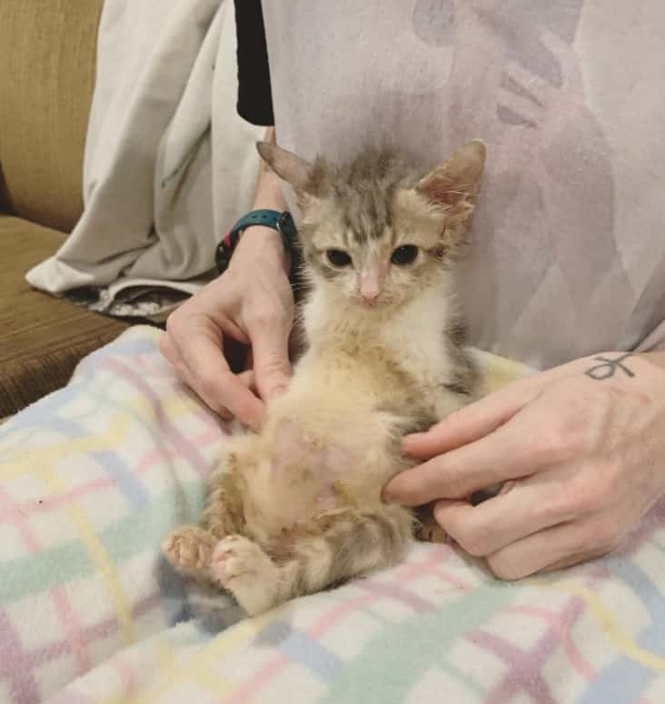 Paralyzed Kitten, Who Will Stay Tiny Forever, is a Total Attention Seeker Just Like Other Felines – The News Volcano