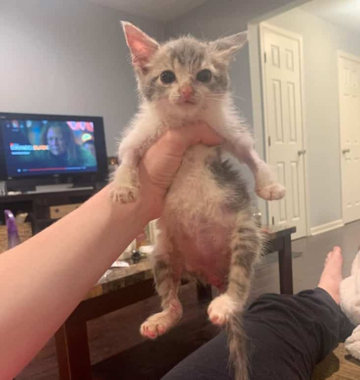 Paralyzed Kitten, Who Will Stay Tiny Forever, is a Total Attention Seeker Just Like Other Felines – The News Volcano