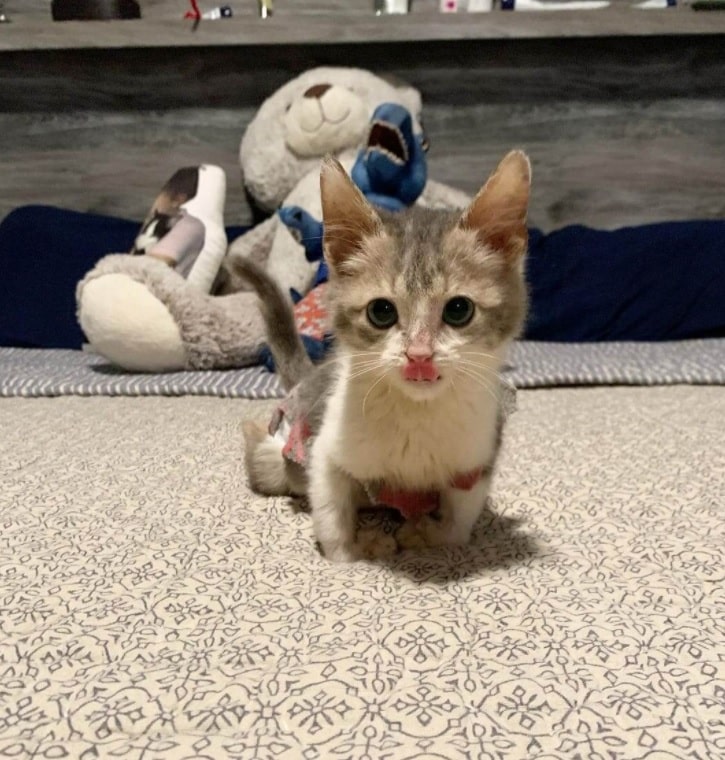 Paralyzed Kitten, Who Will Stay Tiny Forever, is a Total Attention Seeker Just Like Other Felines – The News Volcano