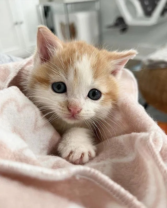 Stray Cat Guides Store Owner to Freezing Kitten, Now They Welcome the New Year in Cozy Warmth – The News Volcano