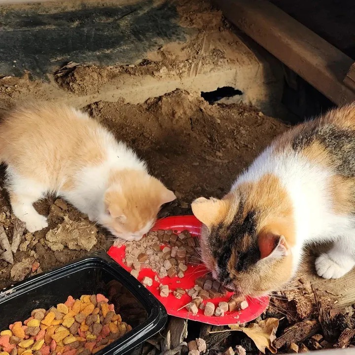 Stray Cat Guides Store Owner to Freezing Kitten, Now They Welcome the New Year in Cozy Warmth – The News Volcano