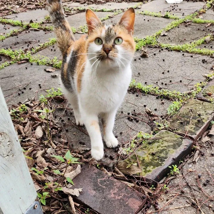 Stray Cat Guides Store Owner to Freezing Kitten, Now They Welcome the New Year in Cozy Warmth – The News Volcano