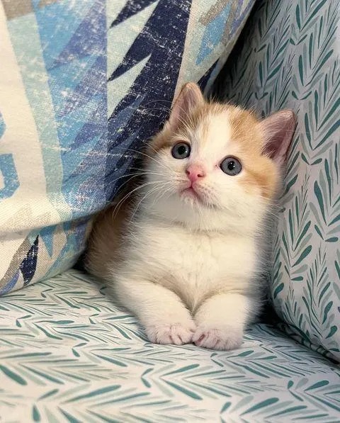 Stray Cat Guides Store Owner to Freezing Kitten, Now They Welcome the New Year in Cozy Warmth – The News Volcano