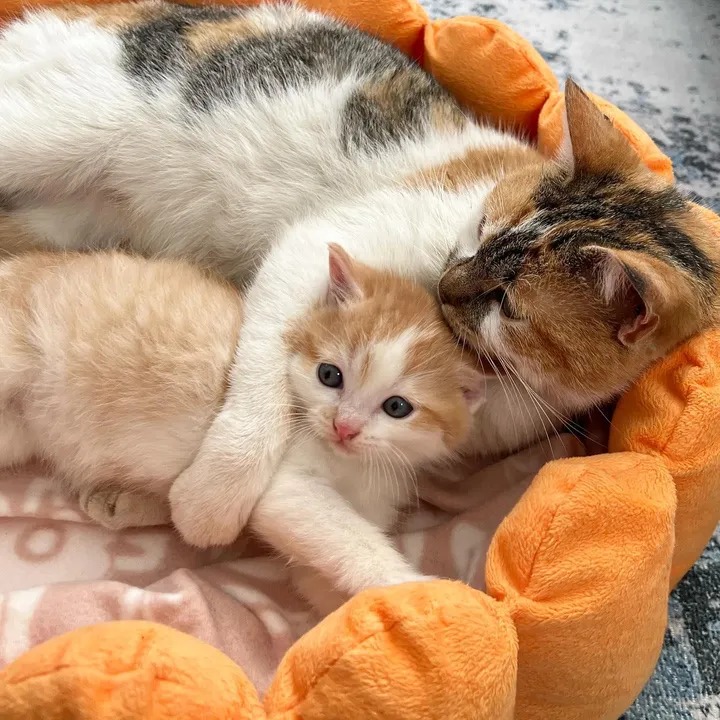 Stray Cat Guides Store Owner to Freezing Kitten, Now They Welcome the New Year in Cozy Warmth – The News Volcano