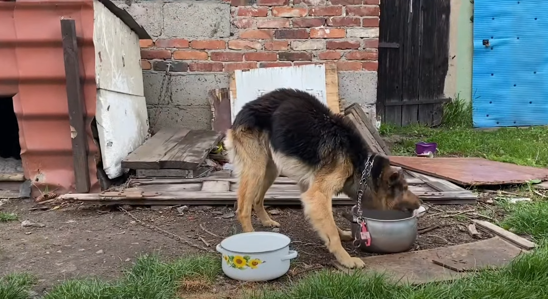 On the Brink of Death: Dog Dehydrated to the Point of Extinction, Bones Protruding, Eyes and Ears Oozing Pus.SHN - New Lifes