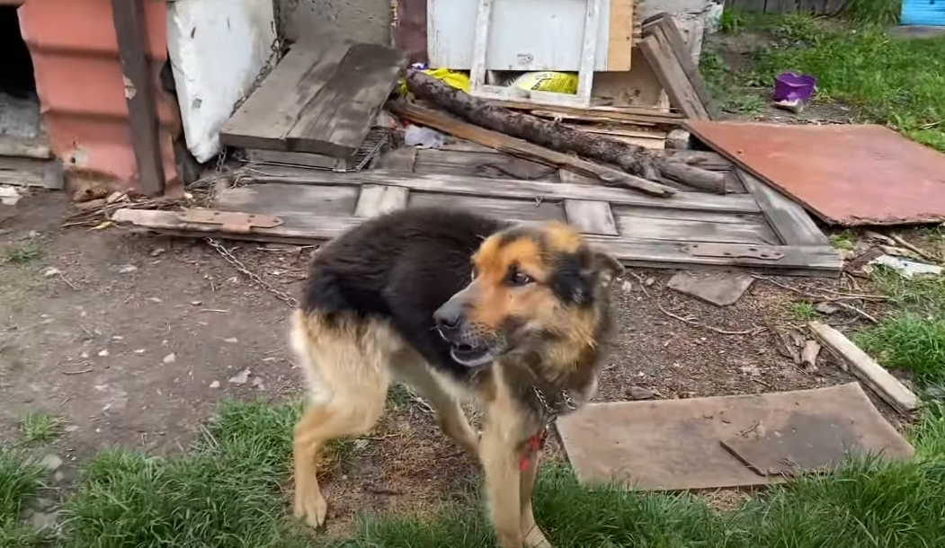 On the Brink of Death: Dog Dehydrated to the Point of Extinction, Bones Protruding, Eyes and Ears Oozing Pus.SHN - New Lifes