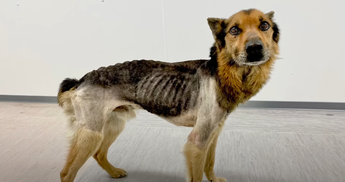 On the Brink of Death: Dog Dehydrated to the Point of Extinction, Bones Protruding, Eyes and Ears Oozing Pus.SHN - New Lifes