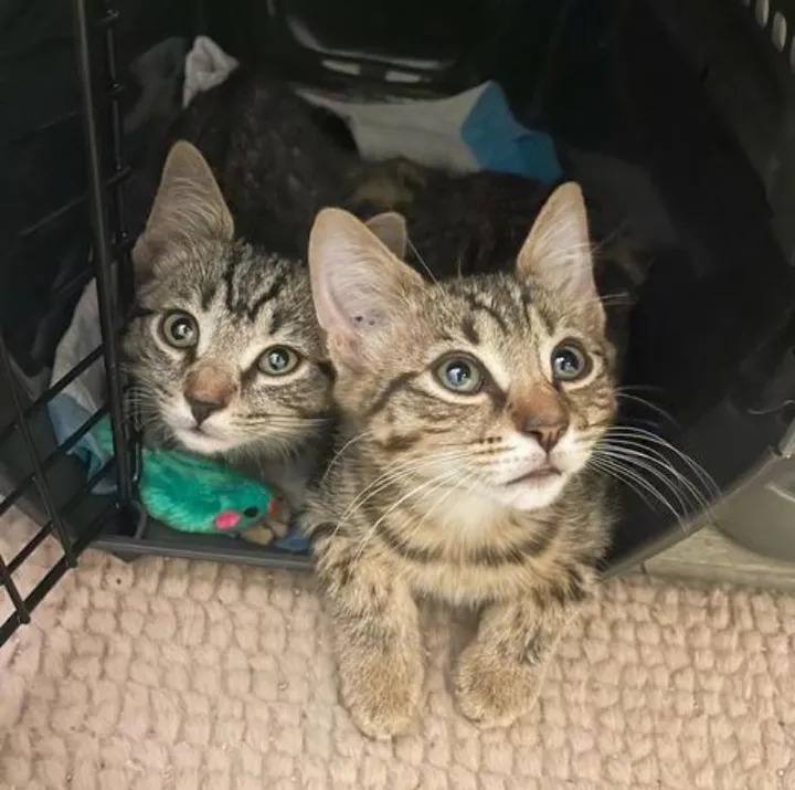 With the help of their new family cats, two twin kittens found on the street learn to be brave and resilient. – The News Volcano