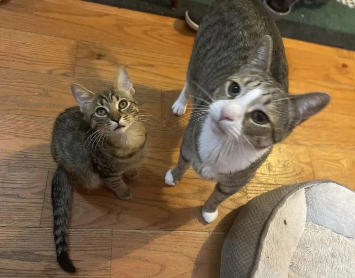 With the help of their new family cats, two twin kittens found on the street learn to be brave and resilient. – The News Volcano