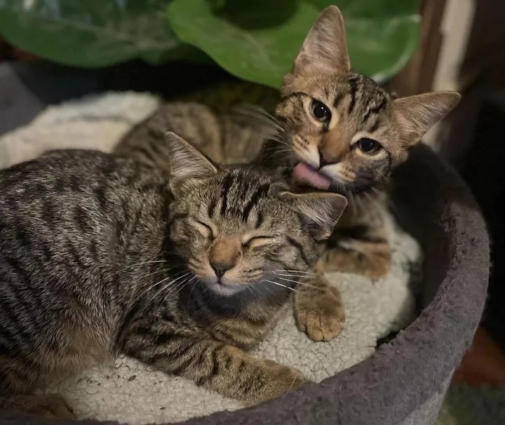 With the help of their new family cats, two twin kittens found on the street learn to be brave and resilient. – The News Volcano