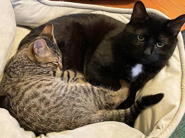 With the help of their new family cats, two twin kittens found on the street learn to be brave and resilient. – The News Volcano