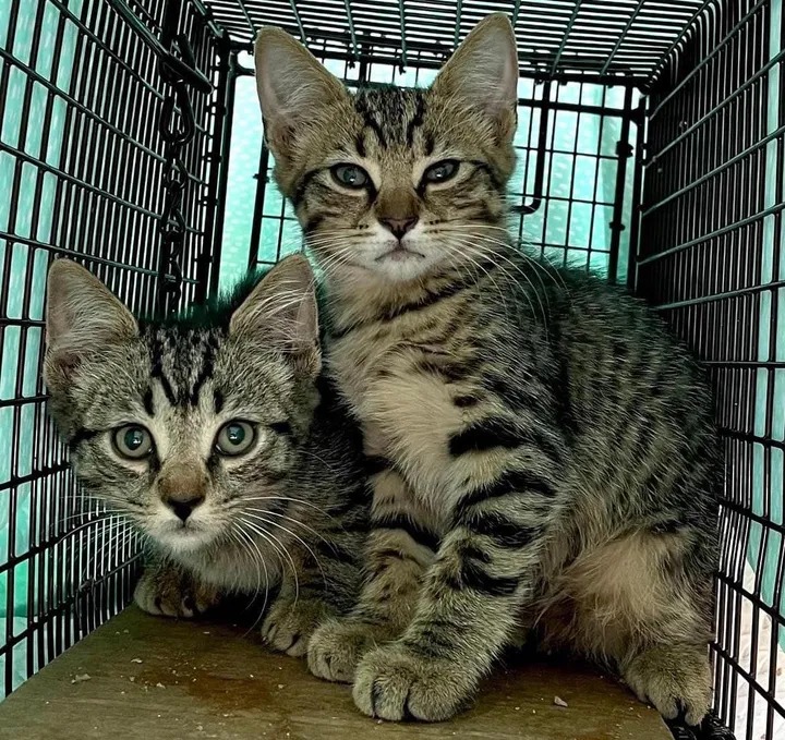 With the help of their new family cats, two twin kittens found on the street learn to be brave and resilient. – The News Volcano