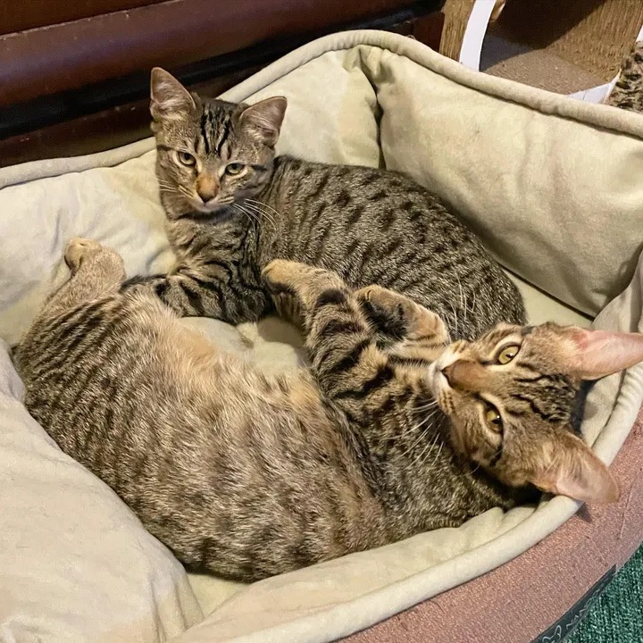 With the help of their new family cats, two twin kittens found on the street learn to be brave and resilient. – The News Volcano