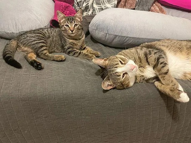 With the help of their new family cats, two twin kittens found on the street learn to be brave and resilient. – The News Volcano