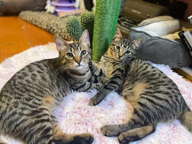 With the help of their new family cats, two twin kittens found on the street learn to be brave and resilient. – The News Volcano