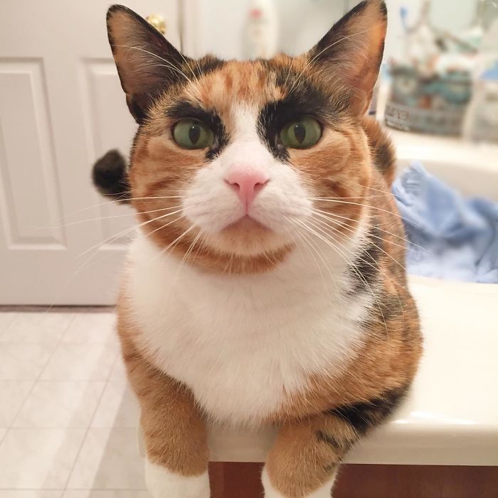 Meet Lilly, the cat with unique eyebrows that make her appear to be in a constant state of judgement. – The News Volcano