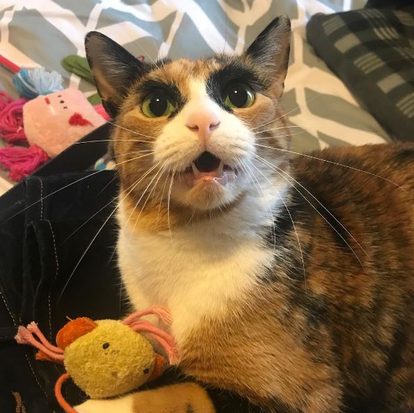 Meet Lilly, the cat with unique eyebrows that make her appear to be in a constant state of judgement. – The News Volcano