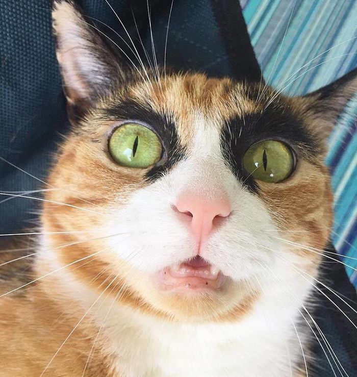 Meet Lilly, the cat with unique eyebrows that make her appear to be in a constant state of judgement. – The News Volcano