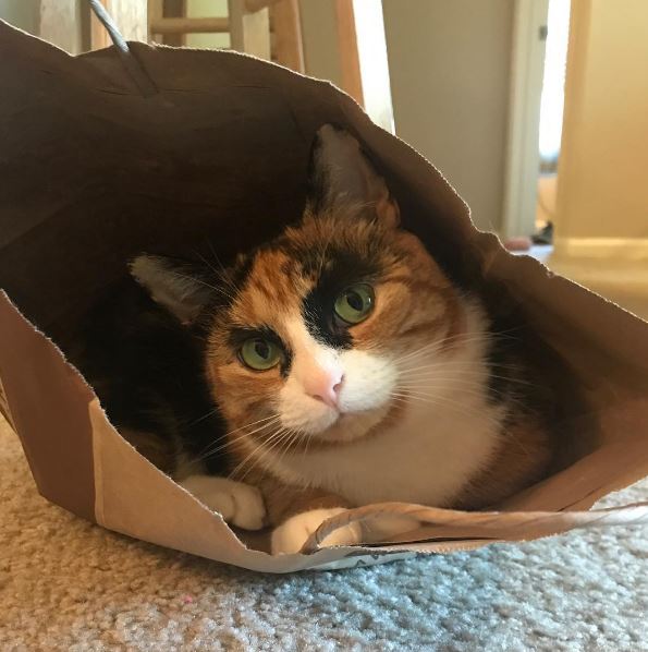 Meet Lilly, the cat with unique eyebrows that make her appear to be in a constant state of judgement. – The News Volcano