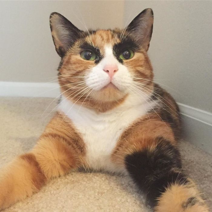 Meet Lilly, the cat with unique eyebrows that make her appear to be in a constant state of judgement. – The News Volcano