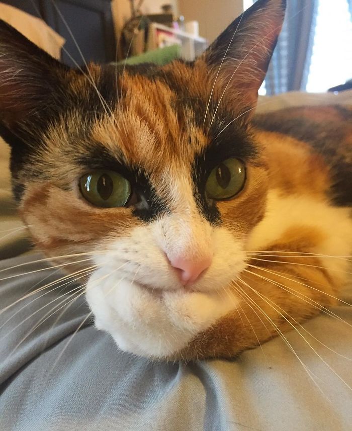 Meet Lilly, the cat with unique eyebrows that make her appear to be in a constant state of judgement. – The News Volcano