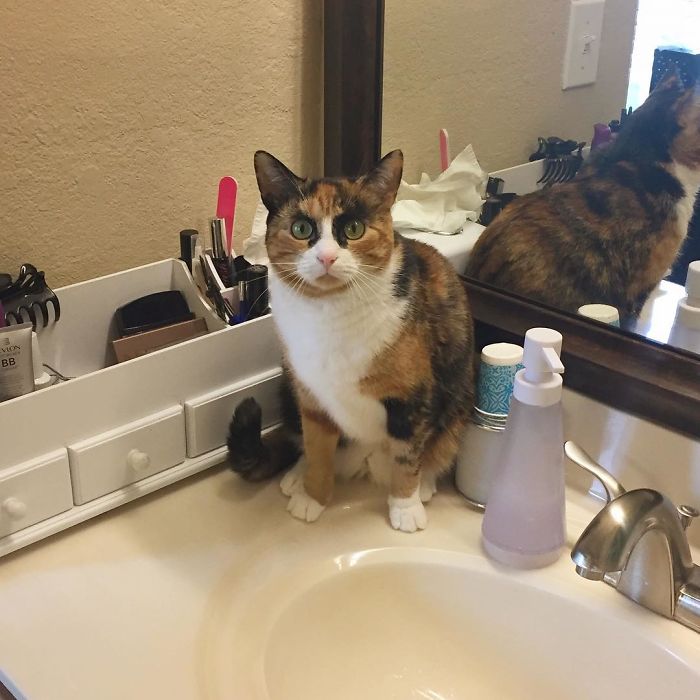 Meet Lilly, the cat with unique eyebrows that make her appear to be in a constant state of judgement. – The News Volcano