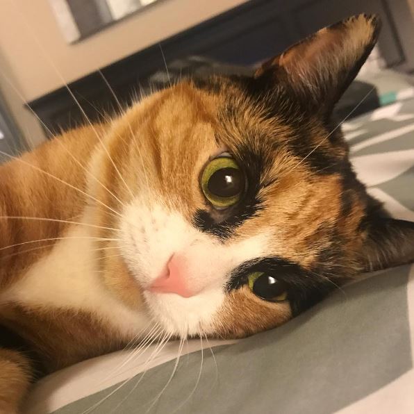 Meet Lilly, the cat with unique eyebrows that make her appear to be in a constant state of judgement. – The News Volcano