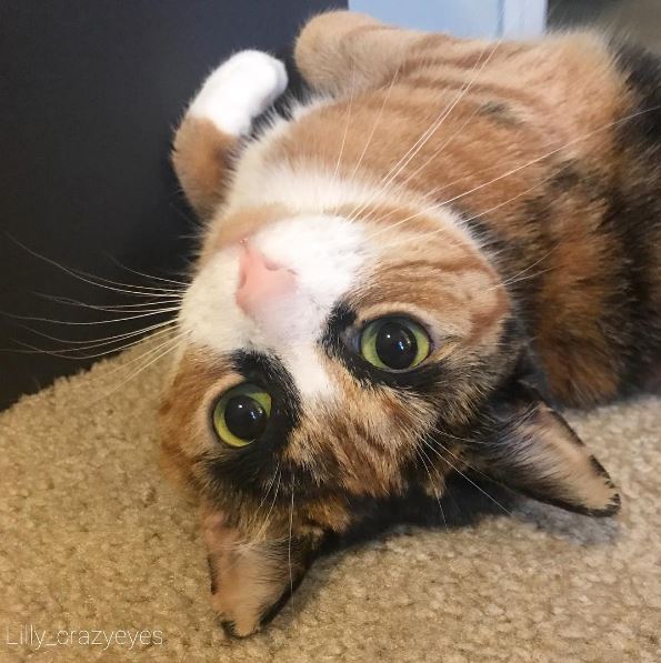 Meet Lilly, the cat with unique eyebrows that make her appear to be in a constant state of judgement. – The News Volcano