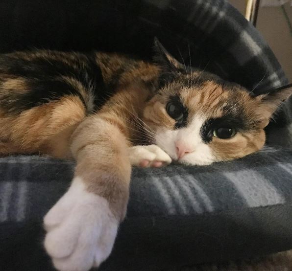 Meet Lilly, the cat with unique eyebrows that make her appear to be in a constant state of judgement. – The News Volcano