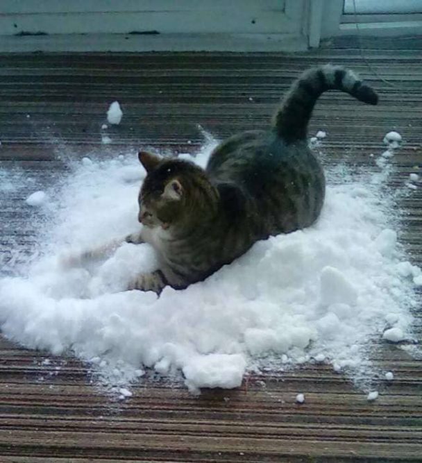 An indoor feline developed a fascination for snow and every time it snowed, the family would bring it inside to make the kitty happy. – The News Volcano