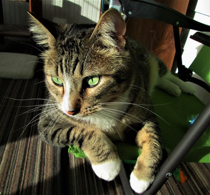 An indoor feline developed a fascination for snow and every time it snowed, the family would bring it inside to make the kitty happy. – The News Volcano