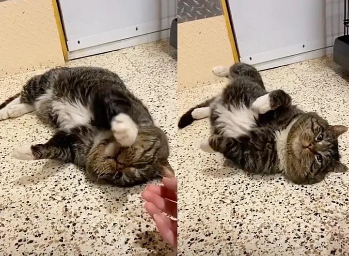 After years of wandering the streets, a cat finally found a loving home and celebrated by rolling around in front of the kind people who took him in. – The News Volcano