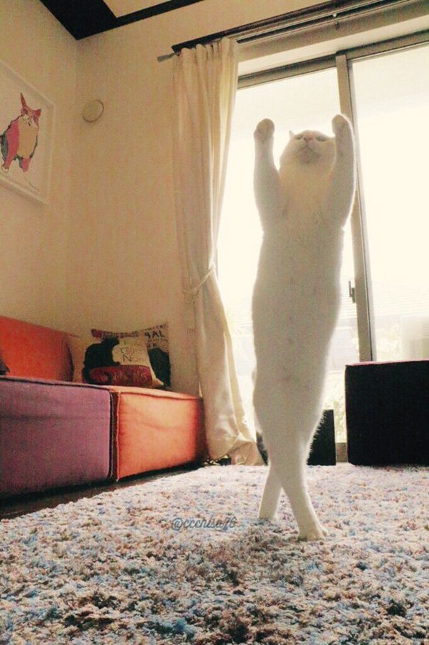 When alone, this cat shows off his splendid ballet dancing skills, leaving us in awe. – The News Volcano