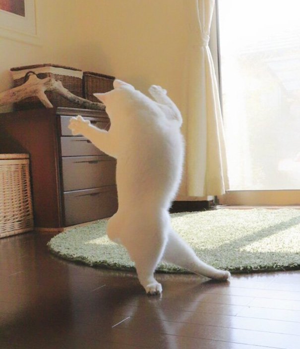 When alone, this cat shows off his splendid ballet dancing skills, leaving us in awe. – The News Volcano