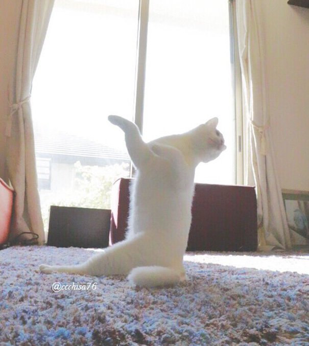 When alone, this cat shows off his splendid ballet dancing skills, leaving us in awe. – The News Volcano