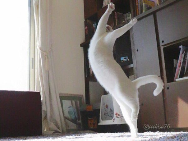 When alone, this cat shows off his splendid ballet dancing skills, leaving us in awe. – The News Volcano