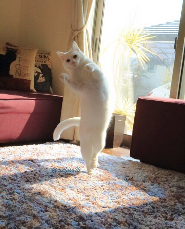 When alone, this cat shows off his splendid ballet dancing skills, leaving us in awe. – The News Volcano