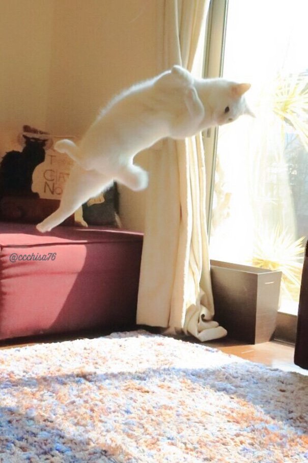 When alone, this cat shows off his splendid ballet dancing skills, leaving us in awe. – The News Volcano