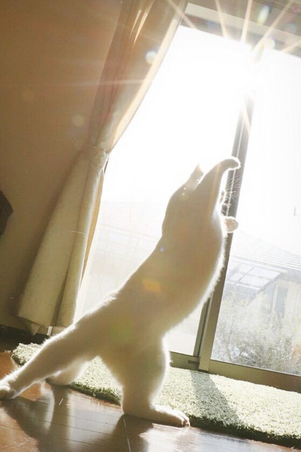 When alone, this cat shows off his splendid ballet dancing skills, leaving us in awe. – The News Volcano