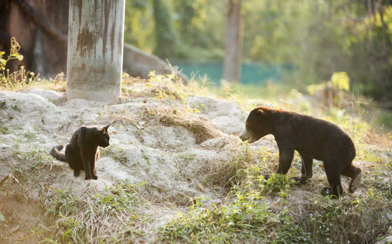 A rescued bear and a feline form an unlikely friendship that will warm your heart. – The News Volcano