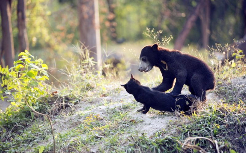 A rescued bear and a feline form an unlikely friendship that will warm your heart. – The News Volcano