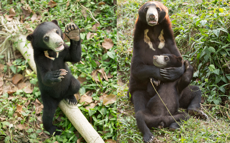 A rescued bear and a feline form an unlikely friendship that will warm your heart. – The News Volcano