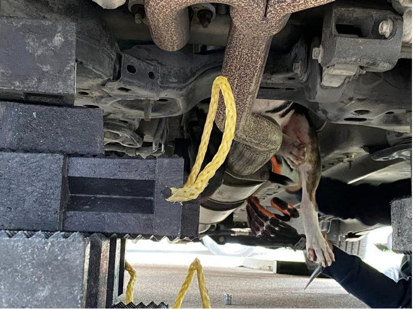 A Terrifying Ordeal: Puppy Wedged Above Vehicle’s Exhaust Pipe, Trembling in Fear, Praying for a Rescuer. nuc - New Lifes