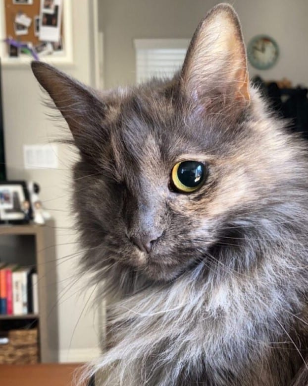 Meet Ivy, the fairytale cat princess raised by true cat royalty. – The News Volcano