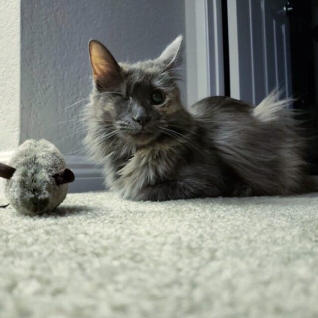 Meet Ivy, the fairytale cat princess raised by true cat royalty. – The News Volcano