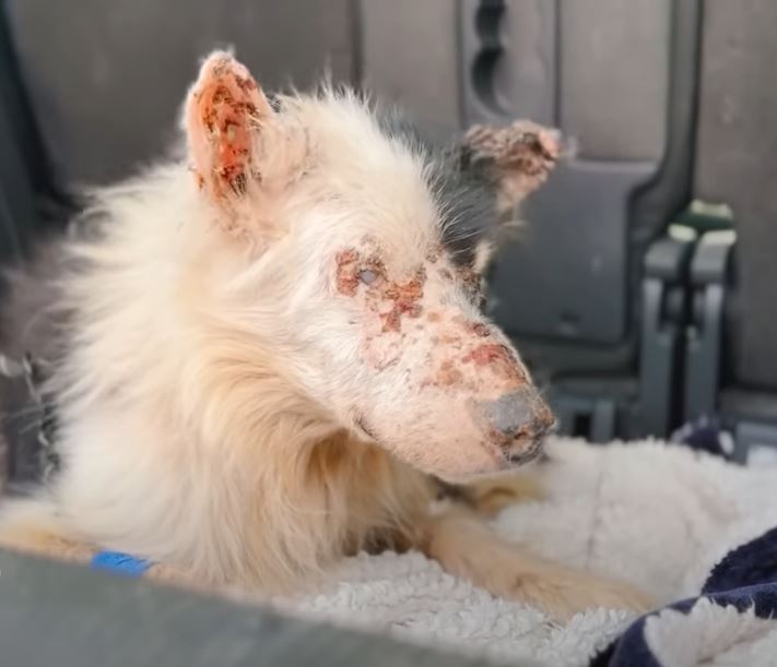 Dog’s Remarkable Journey from the Brink of Death on the Road to a Life Filled with Happiness and Joy. – newsvaults.com