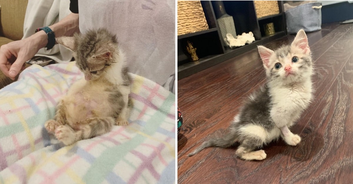 Paralyzed Kitten, Who Will Stay Tiny Forever, is a Total Attention Seeker Just Like Other Felines – The News Volcano