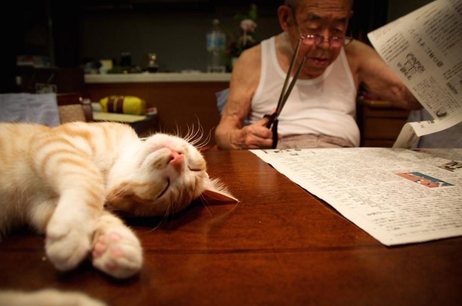 A Japanese girl gave her sick and grumpy grandpa a cat, and it transformed his life. – The News Volcano